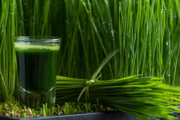 Bring Liquid Sunshine into your Life with Wheatgrass